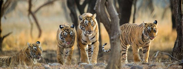 tiger of the world