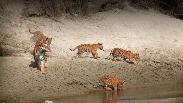 tiger of the world